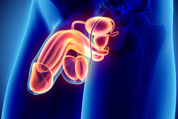 curiosidades sobre el pene